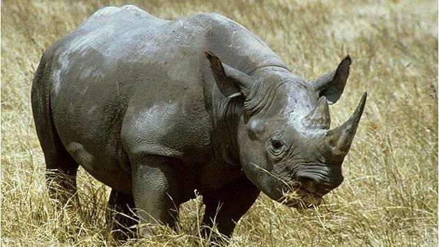 Nam Phi tăng cường bảo vệ tê giác thông qua việc tiêm độc vào sừng.