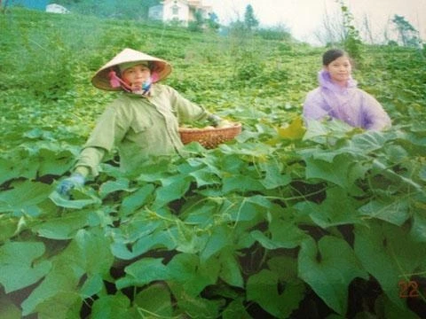 Người dân thị trấn Tam Ðảo thu hoạch su su.