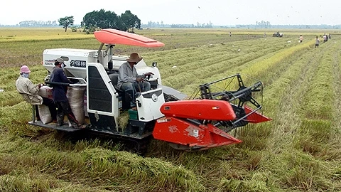 Nông dân An Giang thu hoạch lúa trên "cánh đồng mẫu lớn". 