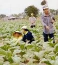 Cần chấm dứt việc mua nguyên liệu thuốc lá không lành mạnh
