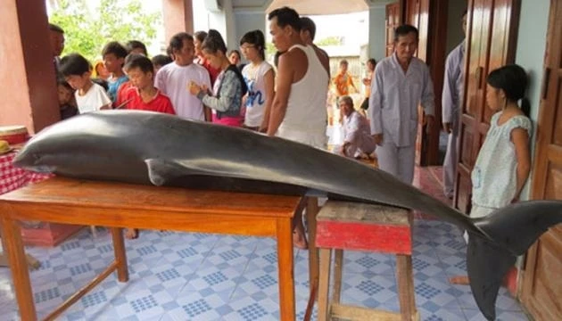 Cá voi mắc cạn ở ven biển Sa Huỳnh được người dân đưa vào lăng Ông.