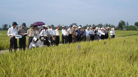 Khảo nghiệm giống lúa chất lượng cao trên cánh đồng mẫu lớn ở tỉnh Quảng Trị.