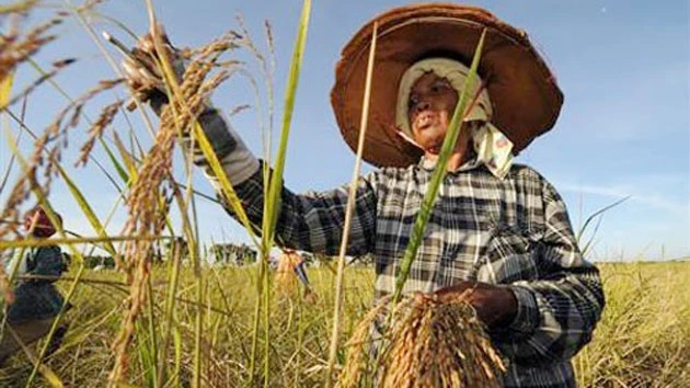 Một người nông dân Thái-lan đang thu hoạch lúa. (Ảnh: AFP)