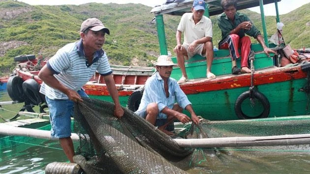 Ngư dân Hải Minh, phường Hải Cảng, TP Quy Nhơn đang xử lý dầu tràn.