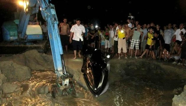 Lực lượng cứu hộ và người dân dùng máy xúc đào kênh để đưa cá voi trở về biển