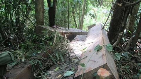Hiện trường vụ phá rừng quy mô lớn tại Tiểu khu 309 thuộc Ban Quản lý rừng phòng hộ huyện Sông Hinh (Phú Yên).