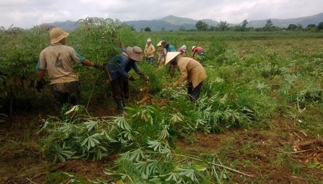 Bà con nông dân làng Kroong Ktu thu hoạch mì trên vùng bán ngập