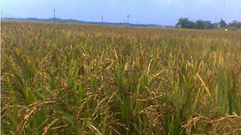 Lúa đã đến ngày thu hoạch nhưng do hạt lép nhiều nên người dân chưa gặt.