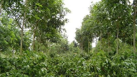 Cây cao-su trồng xen cà-phê (Ảnh:Hiệp hội Cao-su Việt Nam).