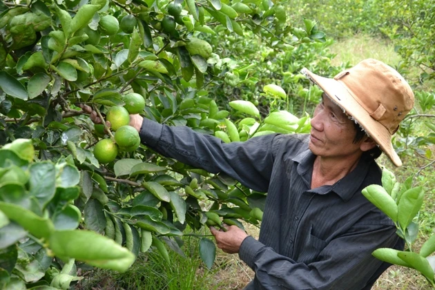 Cây chanh giúp cho dân xã Thanh Hòa,huyện Bến Lức(Long An)có thu nhập hơn 100 triệu đồng/ha/năm.