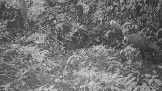 Cá thể Sao la được bẫy ảnh chụp lại khi đang di chuyển dọc con suối tại một khu vực hẻo lánh của dãy núi Trung Trường Sơn.