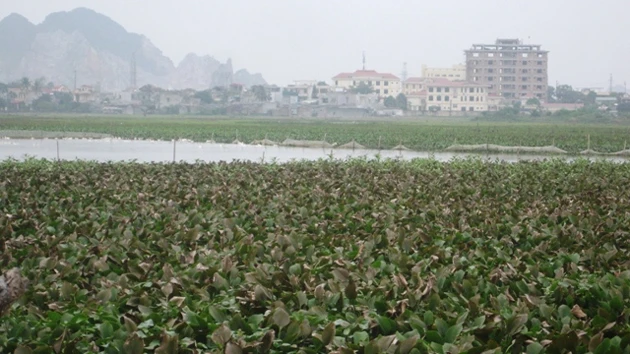 Xã Quảng Thịnh, TP Thanh Hóa có 50 ha đất nông nghiệp bỏ hoang do thu hồi đất không đồng bộ, nguồn nước ô nhiễm, tắc kênh tiêu.