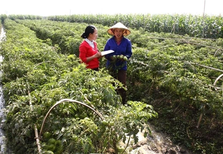 Huyện Thọ Xuân (Thanh Hóa) trồng hơn 200 ha cà chua vụ đông xuân, gồm các giống cà chua Pháp, Mỹ và Thần nông, năng suất khoảng hơn 8 tấn/ha, thu nhập từ 150 đến 200 triệu đồng/ha.