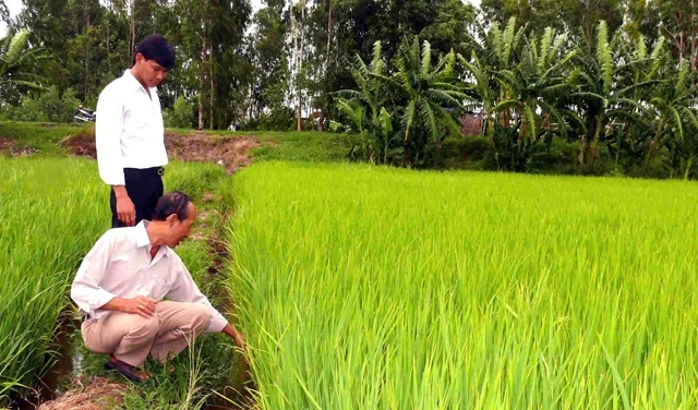 Ông Danh Văn Dưỡng (thị trấn Óc Eo, huyện Thoại Sơn, An Giang) kiểm tra giống gieo sạ HNOE - "viên hồng ngọc" trên vùng đất Phù Nam xưa.