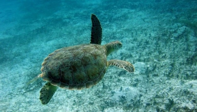 Hơn 42.000 cá thể rùa biển bị đánh bắt hàng năm