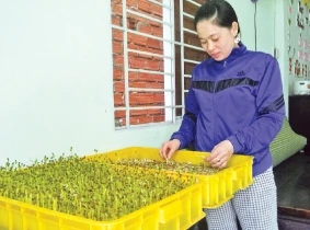 Bà Đỗ Thị Lan (khu phố 5, phường Tân Tạo, quận Bình Tân) trồng rau mầm tại nhà.