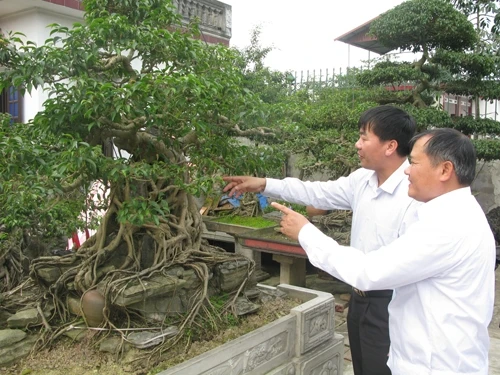 Nghề trồng cây cảnh giúp người dân xã Khánh Thiện, huyện Yên Khánh (Ninh Bình).