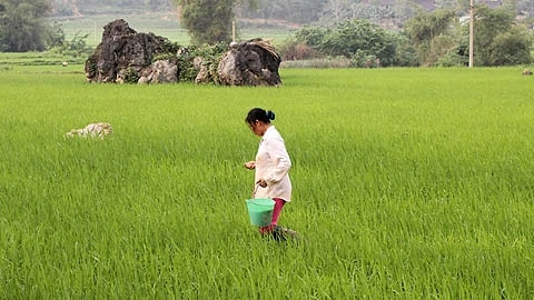 Nông dân xã Lương Thượng, huyện Na Rì chăm sóc lúa xuân.
