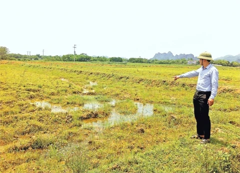  Khu ruộng bị người dân xóm Ao Giàng bỏ hoang