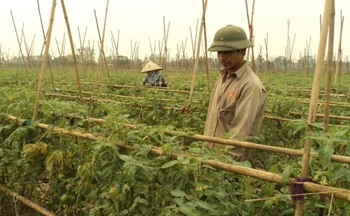 Giống cà chua ghép ở Thượng Đạt (TP Hải Dương) cho thu hoạch trong thời gian rất dài, với năng suất hơn ba tấn/sào.