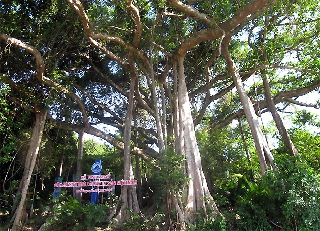 Cây đa cổ thụ 800 tuổi ở bán đảo Sơn Trà.