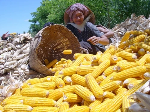 Nông dân huyện An Phú (An Giang) thu hoạch ngô lai. Ảnh: CÔNG HÂN