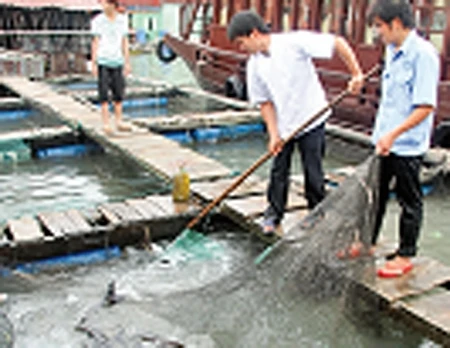 Số lồng nuôi cá tại Cát Bà tăng lên nhanh chóng, dẫn tới lượng rác thải sinh hoạt hằng ngày từ nuôi trồng thủy sản tập trung làm ô nhiễm nguồn nước.