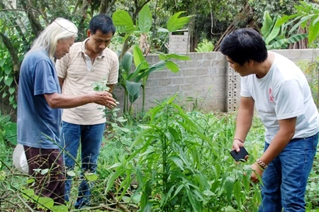 Ông Hoàng Văn Tài và ông Đỗ Hoàng, Giám đốc Công ty Thuốc nam Việt cùng những mối lo ngay trên vườn thuốc của mình.