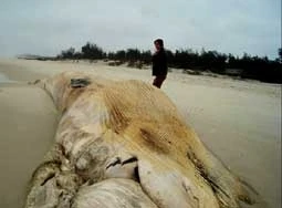 Xác cá voi nặng hơn 10 tấn trôi dạt vào bờ biển Quảng Bình