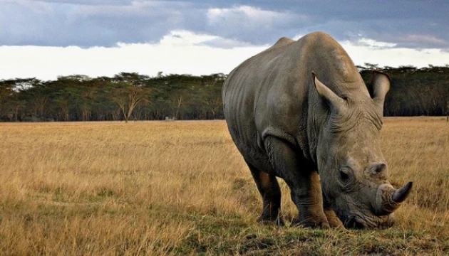 Tê giác đang dần cô đơn khi nạn săn bắn bất hợp pháp ngày càng tiếp diễn.