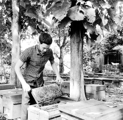 Anh Xuân Phong làm việc tại trang trại ong của mình.