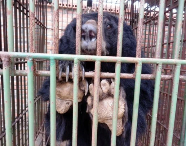 Gấu đang chết dần trong trại nuôi nhốt ở TP Hạ Long