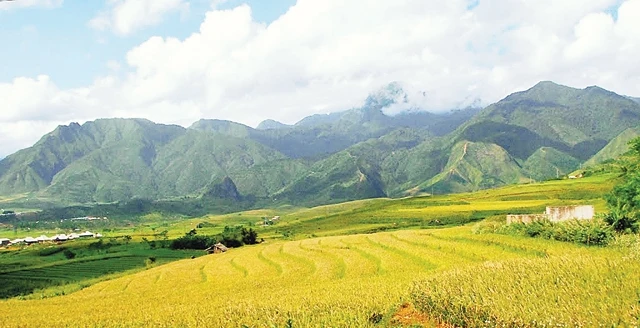 Than Uyên, Lai Châu mùa lúa chín.