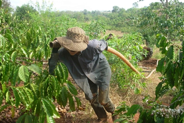 Nông dân xã Ea Yông, huyện Krông Pác (Đác Lắc) kéo ống dẫn nước tưới vườn cà-phê trong những ngày hạn hán. 