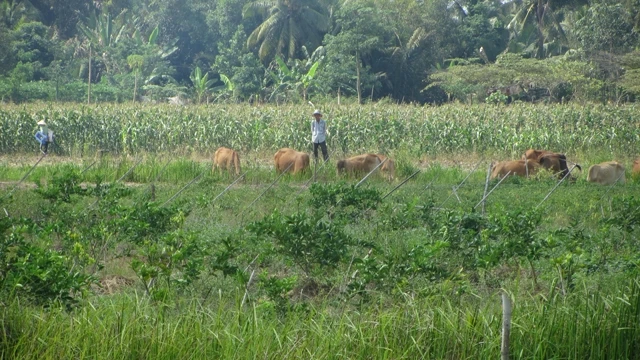 Nông dân chăn thả bò trên phần đất bỏ hoang sau khi san lấp mặt bằng của KCN Hưng Phú 1.