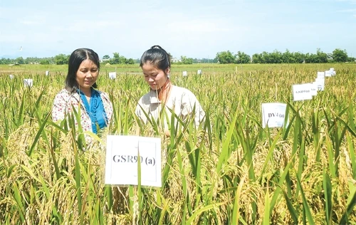 Đánh giá năng suất, đặc tính chống chịu hạn của bộ giống siêu lúa xanh (GRS) tại tỉnh Quảng Nam (Theo nguồn cayluongthuc.blogspot.com).