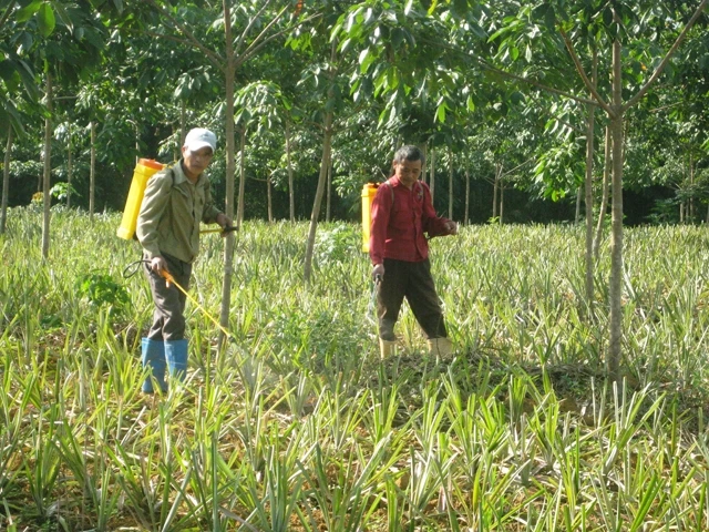 Nông dân xã Cao Thịnh chăm sóc dứa trồng xen cây cao-su.