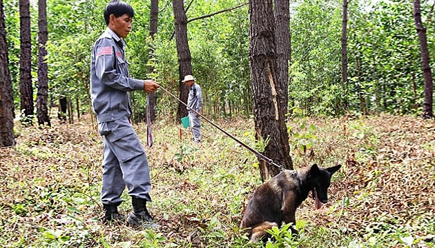 Chó nghiệp vụ rà bom mìn, vật liệu nổ.