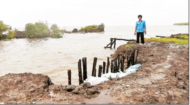 Vuông tôm của người dân ấp Sào Lưới (xã Nguyễn Việt Khái, huyện Phú Tân) bị sóng biển đánh vỡ bờ bao.