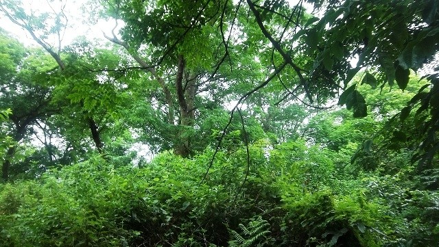 Với 13,86 triệu ha rừng, dự tính Việt Nam có thể nhận được khoảng 80-100 triệu USD mỗi năm từ việc bán quyền phát thải khí nhà kính cho các nước công nghiệp.