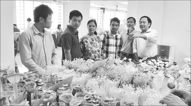 Cán bộ Viện Di truyền nông nghiệp Việt Nam giới thiệu các giống nấm cho hiệu quả kinh tế cao.