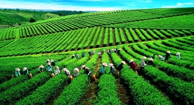Một vùng nguyên liệu trồng chè của Tổng Công ty Chè Việt Nam (VINATEA).