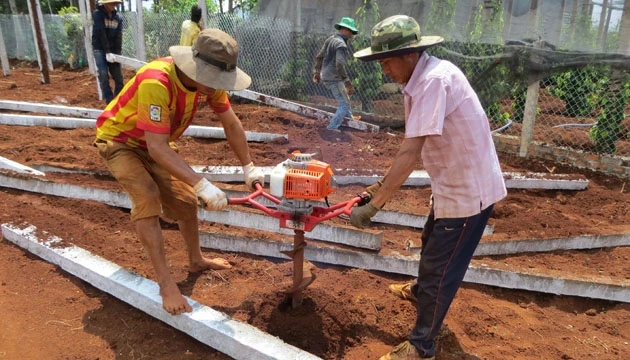 Một hộ nông dân ở thị trấn Krông Năng, huyện Krông Năng, tỉnh Đác Lắc chặt bỏ vườn cà phê thuê người khoan lỗ trồng tiêu. 
