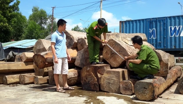 Toàn bộ số gỗ tang vật bị lực lượng chức năng thu giữ.
