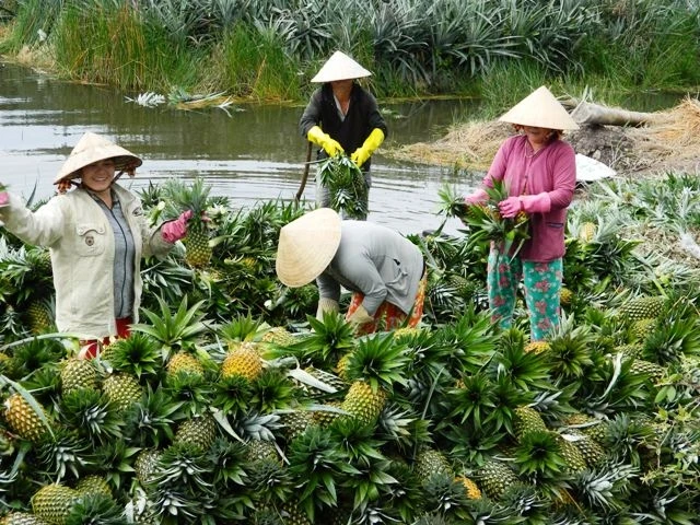 Vùng trồng dứa VietGAP ở Tân Phước - Tiền Giang.