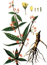 Cây hoàng liên ba gai do dược sĩ Bùi Xuân Chương vẽ.