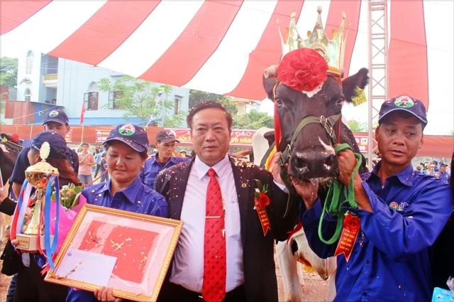 “Hoa hậu bò sữa Mộc Châu” đạt sản lượng sữa 59,6 kg/ngày