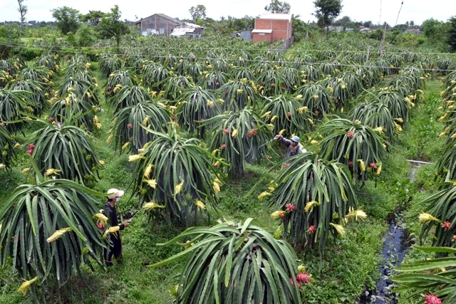 Thanh long, cây làm giàu của nông dân huyện Chợ Gạo.