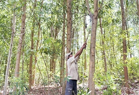 Chú trọng phát triển rừng trồng theo hướng bền vững.