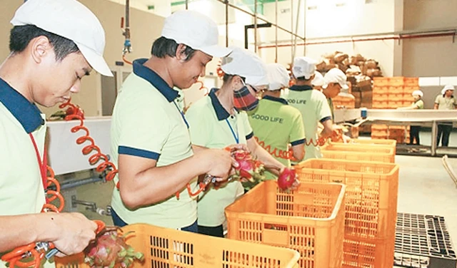 Công nhân Công ty Good Life (TP Hồ Chí Minh) sơ chế trái cây trước khi xử lý bằng hơi nước nóng để xuất khẩu sang thị trường Nhật Bản. 